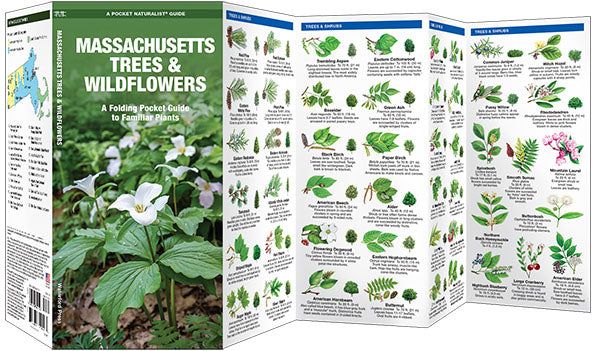 Massachusetts Trees & Wildflowers Pocket Guide