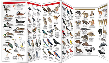 Massachusetts Wildlife Pocket Guide