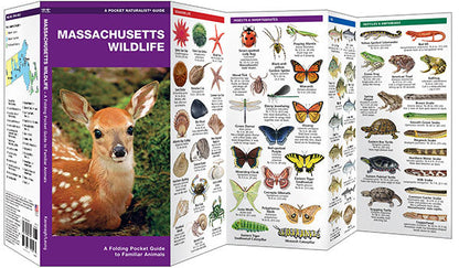 Massachusetts Wildlife Pocket Guide