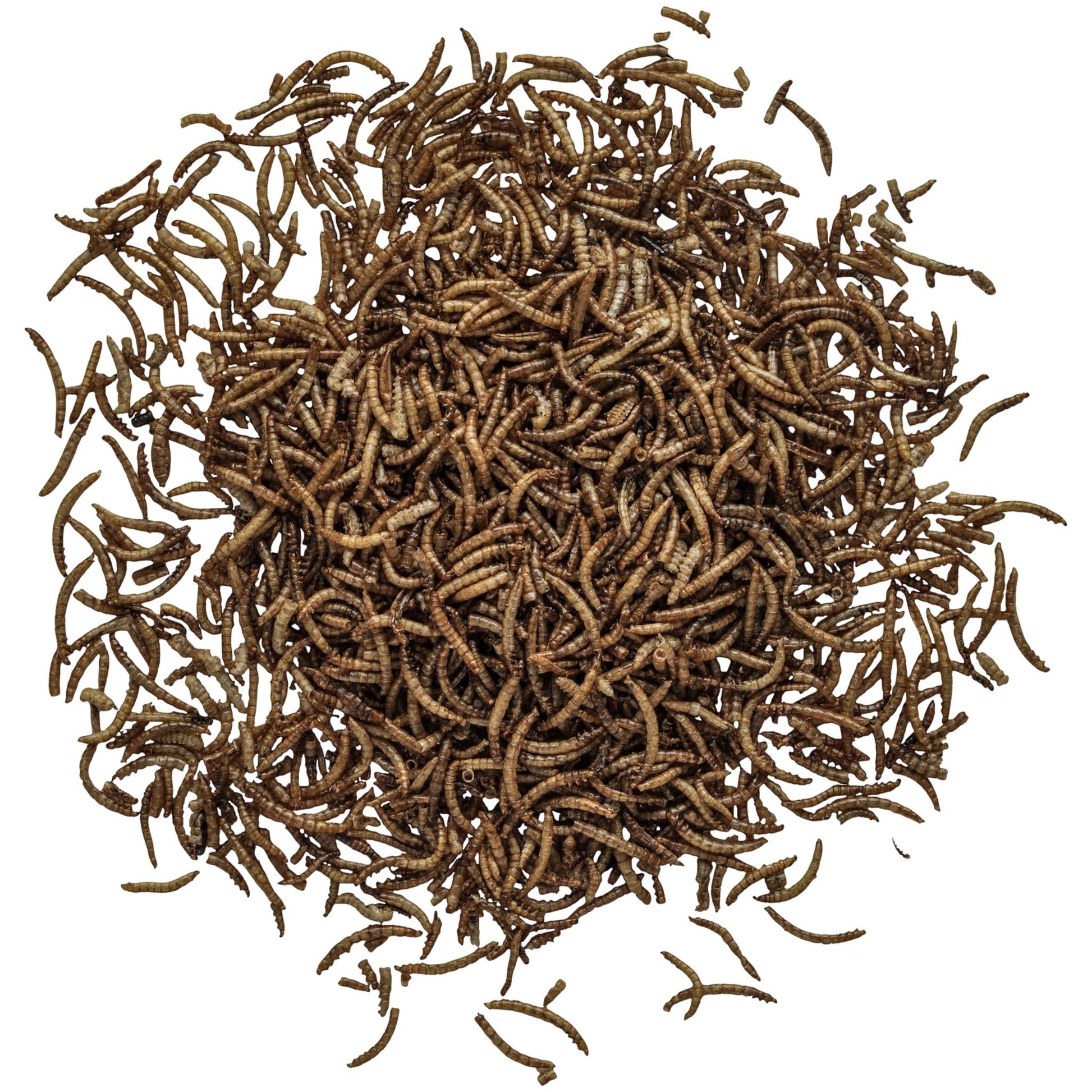 Mealworm Wild Bird Food - Birds Choice