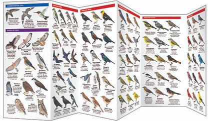 Minnesota Birds Pocket Guide