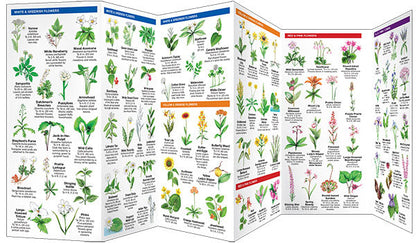 Minnesota Trees & Wildflowers Pocket Guide