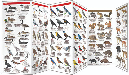 Minnesota Wildlife Pocket Guide