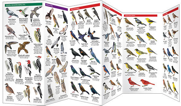 Mississippi Birds Pocket Guide