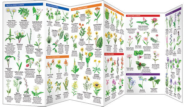 Missouri Trees & Wildflowers Pocket Guide