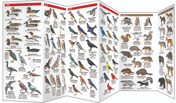 Missouri Wildlife Pocket Guide