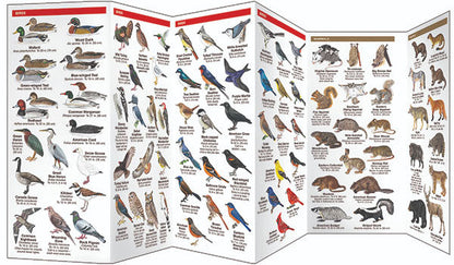 Missouri Wildlife Pocket Guide