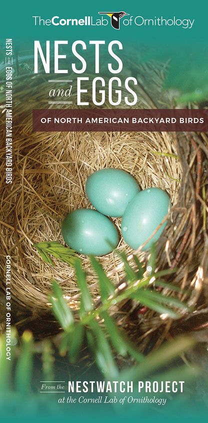 Nests And Eggs Of North American Backyard Birds