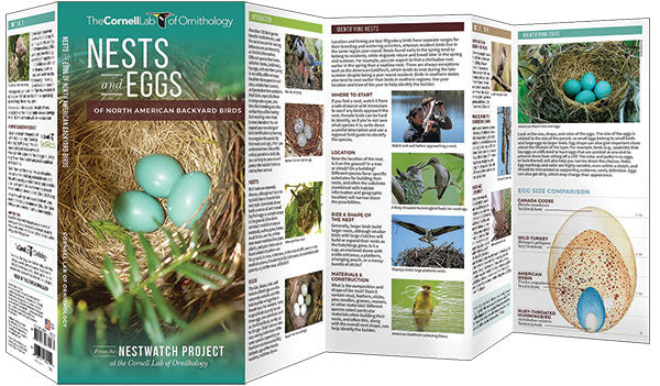 Nests And Eggs Of North American Backyard Birds