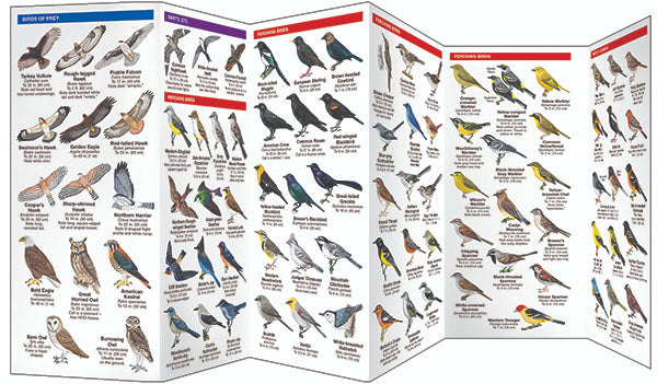 Nevada Birds Pocket Guide