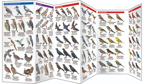 New England Birds Pocket Guide