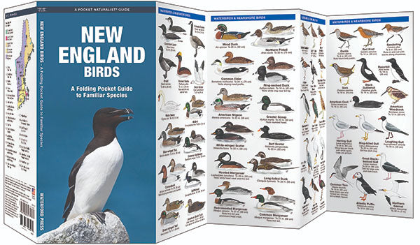 New England Birds Pocket Guide