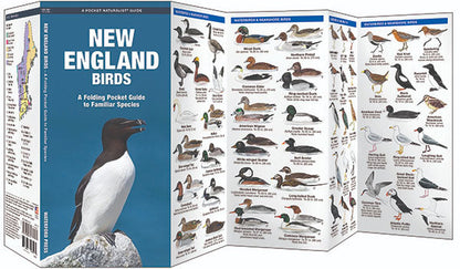 New England Birds Pocket Guide