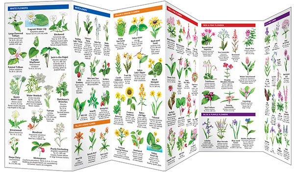 New England Trees & Wildflowers Pocket Guide