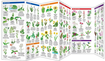 New England Trees & Wildflowers Pocket Guide