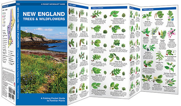 New England Trees & Wildflowers Pocket Guide