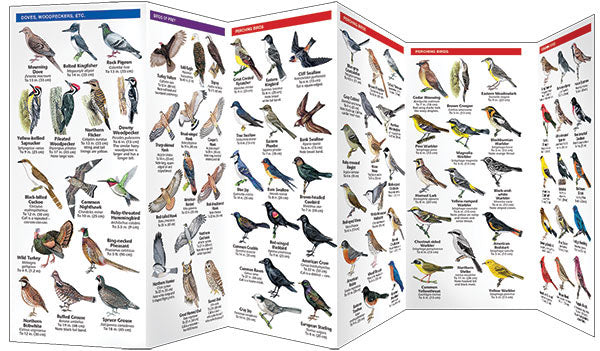 New Hampshire Birds Pocket Guide