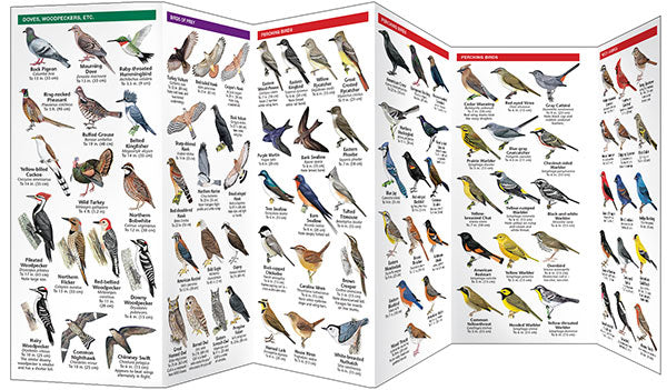 New Jersey Birds Pocket Guide