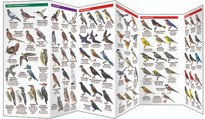 New York State Birds Pocket Guide