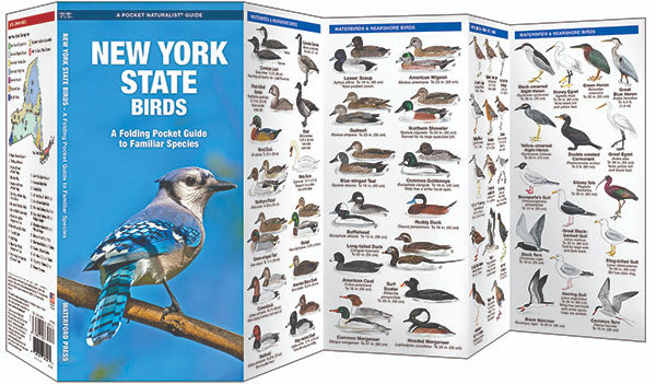 New York State Birds Pocket Guide