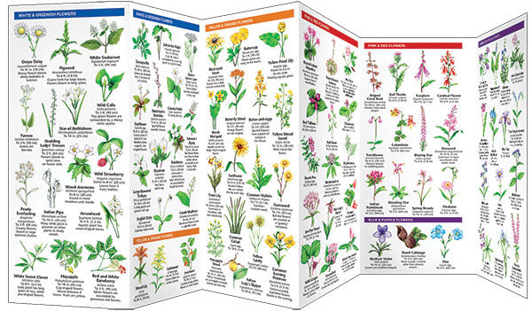 New York State Trees & Wildflowers Pocket Guide