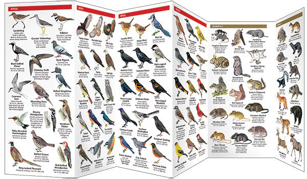 New York State Wildlife Pocket Guide