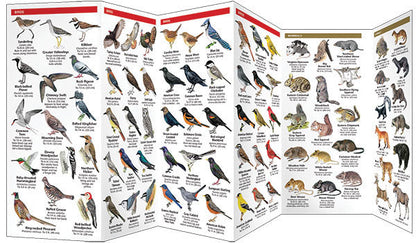 New York State Wildlife Pocket Guide