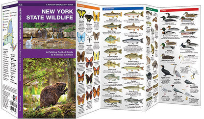 New York State Wildlife Pocket Guide