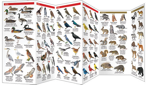 Ohio Wildlife Pocket Guide