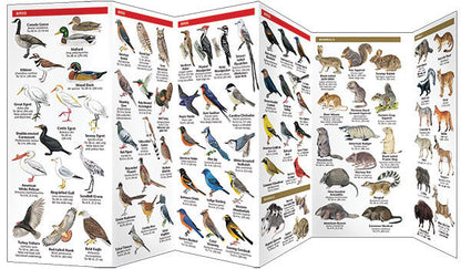 Oklahoma Wildlife Pocket Guide