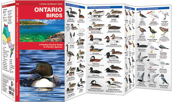 Ontario Birds Pocket Guide