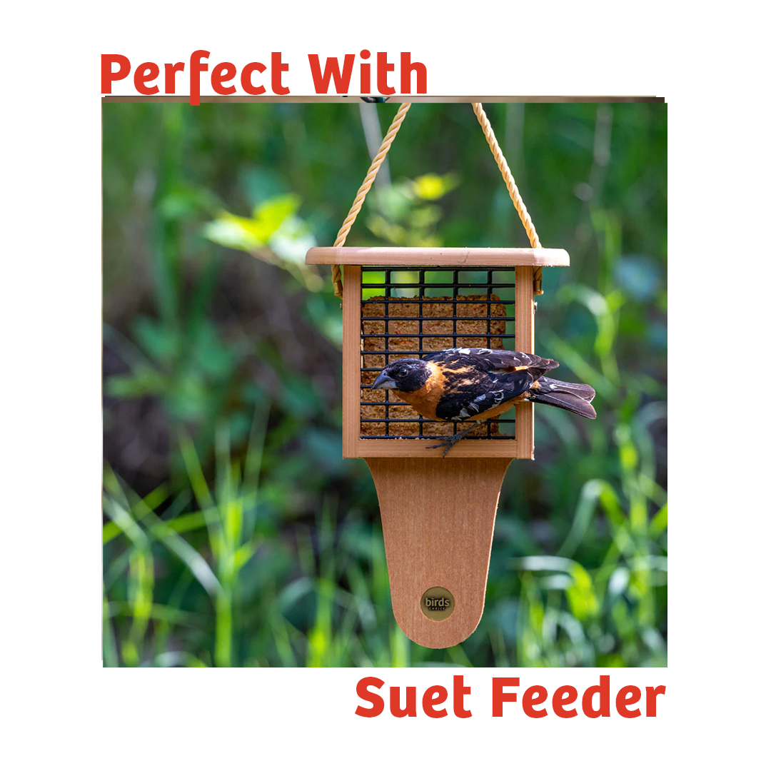 PEANUT NO MELT SUET - 12 PACK
