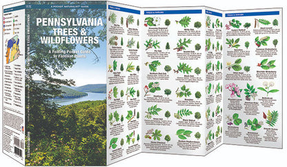 Pennsylvania Trees & Wildflowers Pocket Guide