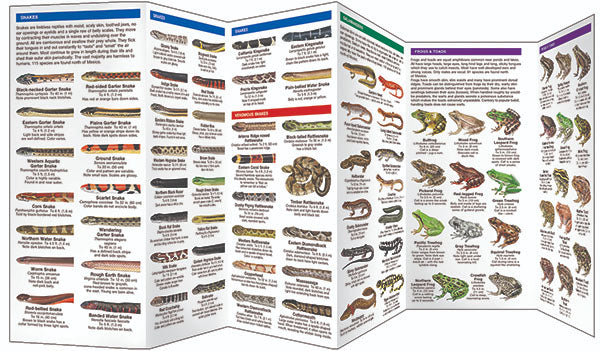 Reptiles & Amphibians Pocket Guide