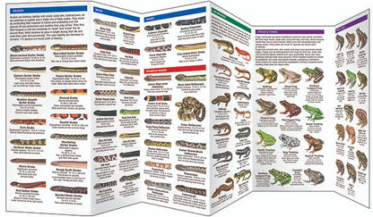 Reptiles & Amphibians Pocket Guide