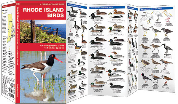 Rhode Island Birds Pocket Guides