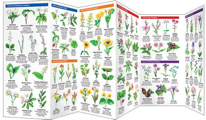 Rhode Island Trees & Wildflowers Pocket Guide