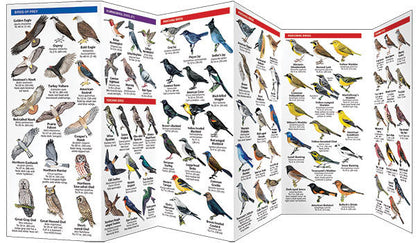 Rocky Mountain Birds Pocket Guide