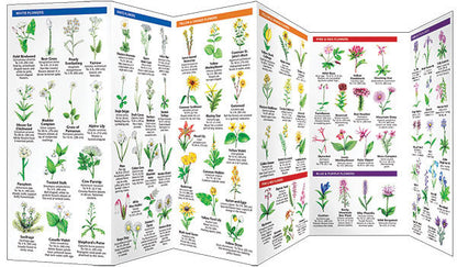 Rocky Mountain Trees & Wildflowers Pocket Guide