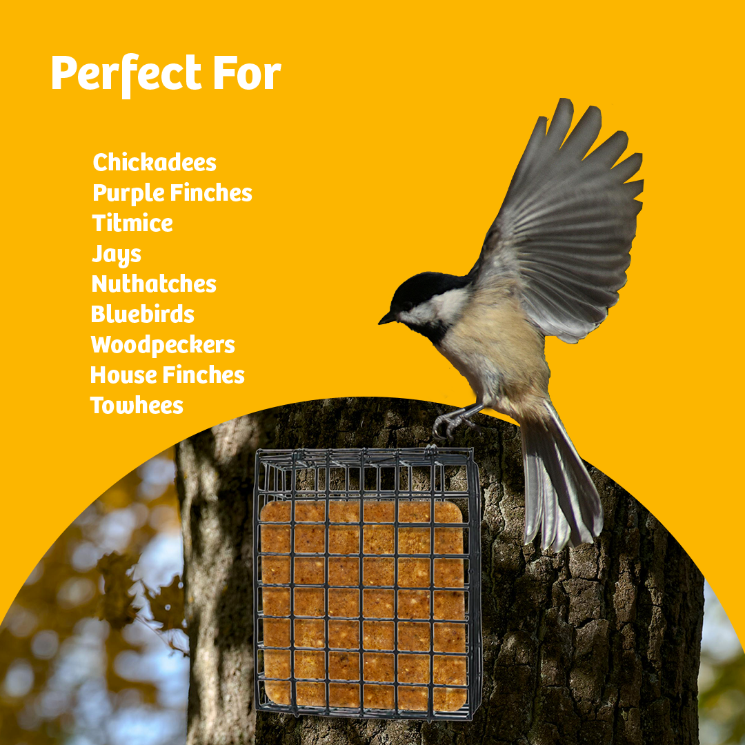 Suet Cage with Mounting Screws and Chain