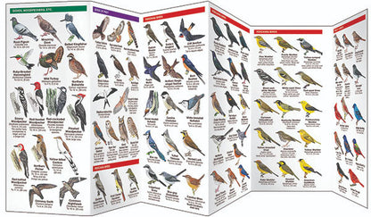 South Carolina Birds Pocket Guide