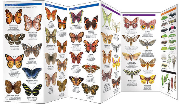 South Carolina Butterflies & Moths Pocket Guide