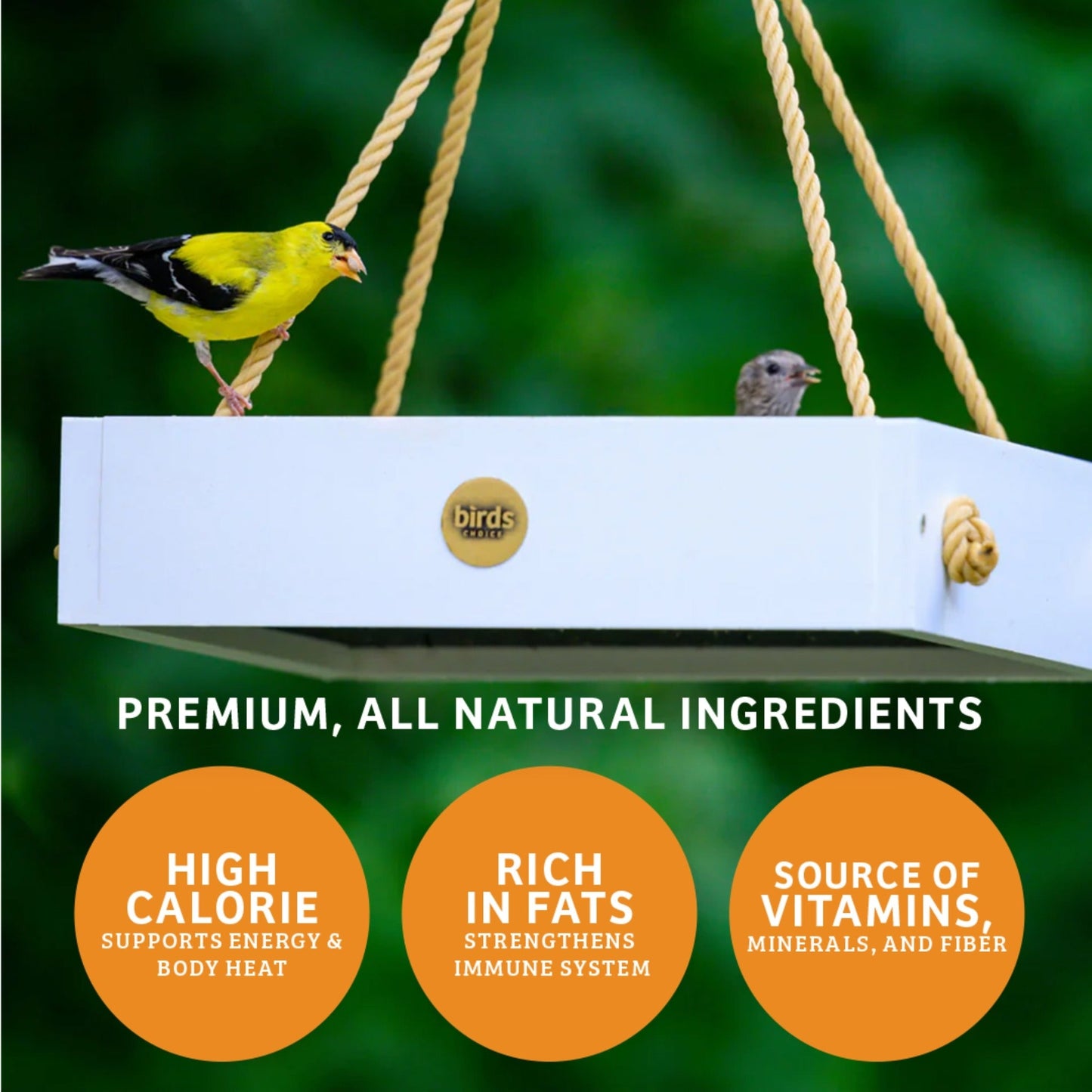 Trailblazin' Seed Cake