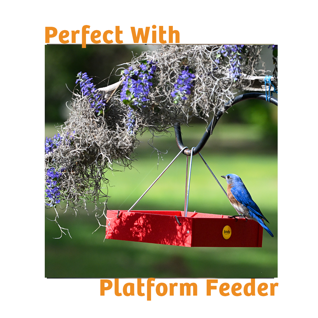 Hot Red Pepper No Melt Suet - 12 Pack