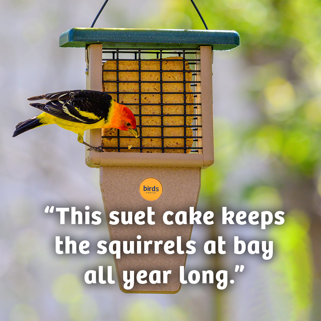 Hot Red Pepper No Melt Suet - 12 Pack