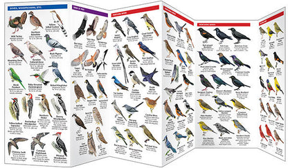 Tampa Bay Birds Pocket Guide