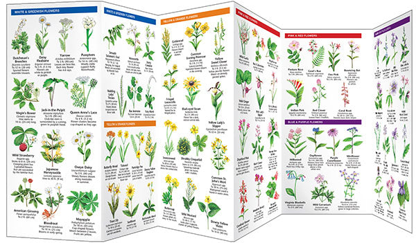 Tennessee Trees & Wildflowers Pocket Guide