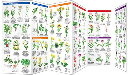 Tennessee Trees & Wildflowers Pocket Guide