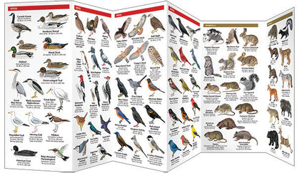 Tennessee Wildlife Pocket Guide