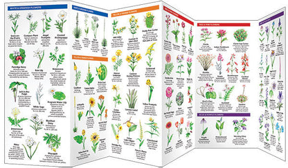 Texas Trees & Wildflowers Pocket Guide